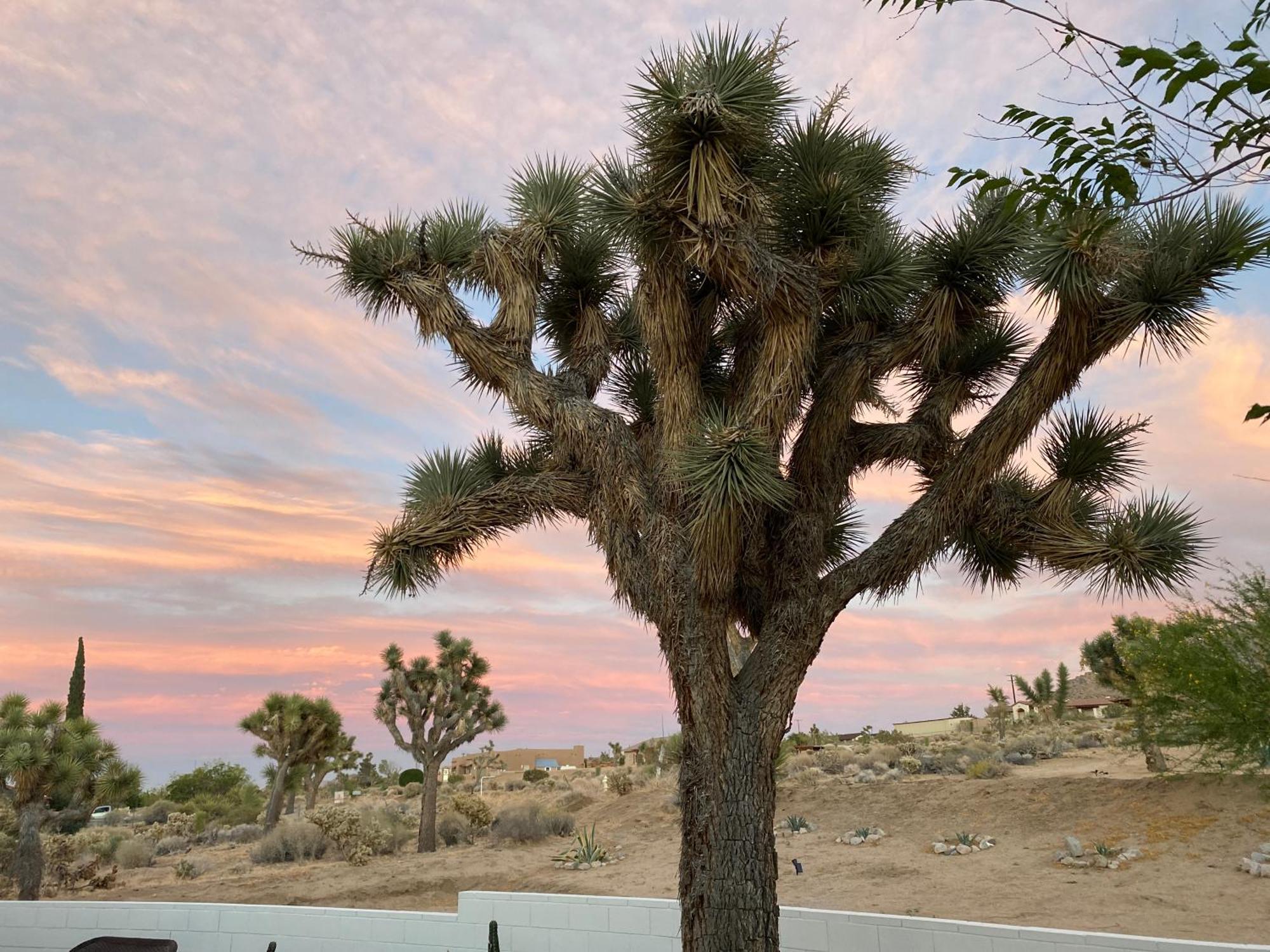 Electroliquid'S Casa Pueblo Joshua Tree Villa Eksteriør billede
